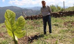 Cevizi don vurdu, çözümü incirde buldu! Çorum’da ilk hasat heyecanı
