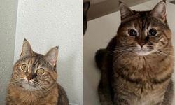 Çorum’da “Küçük” isimli kayıp kedi aranıyor