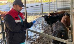 Alaca’da besilik büyükbaş hayvanlara sağlık taraması