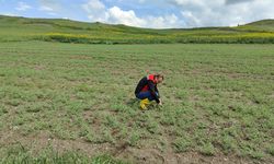 Boğazkale’de nohut ekili tarlalar kontrol edildi