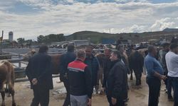 Sungurlu hayvan pazarında Kurban Bayramı denetimi