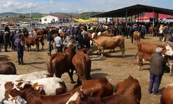 Sungurlu’da kurban pazarında hareketlilik başladı