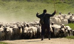 Alaca HEM'de çobanlık kursu açılacak