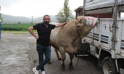 1,2 tonluk kurbanlık 650 bin liraya alıcısını bekliyor