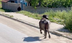 Kaçan kurbanlık mahalleyi birbirine kattı