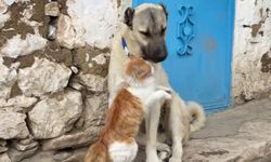 Ezber bozan dostluk: Kedi ve Kangallar herkesi şaşırttı