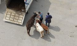 Kurban kesim alanlarında yoğun mesai
