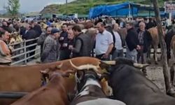 İskilip Hayvan Pazarı’nda Kurban Bayramı yoğunluğu başladı
