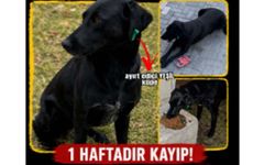 “Zeytin” isimli köpek kayıp aranıyor
