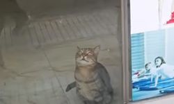 Çorum’da boş işyerinde mahsur kalan kedi kurtarılmayı bekliyor