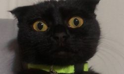 İskilip’te kaybolan kedi için yardım çağrısı