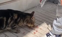 Mahsur kalan kedi kurtarıldı
