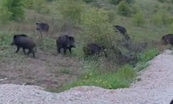Çorum’da baraj kıyısında domuz sürüsü görüntülendi
