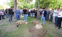 İl Özel İdaresi’nde yeni sezon öncesi kurban kesildi