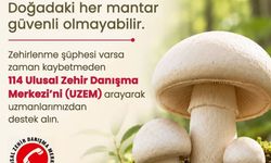 Sağlık Müdürlüğü'nden mantar uyarısı: Risk almayın, tüketmeyin