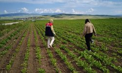 İskilip İlçe Tarım ve Orman Müdürlüğü üreticiler için sahada