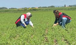 TAKE Projesi kapsamında nohut ekili alanlar denetlendi