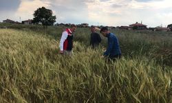 Sungurlu'da tarımsal denetim ve bilgilendirme çalışmaları sürüyor