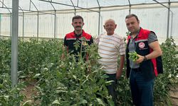 Laçin'de seralarda denetim ve bilgilendirme sürüyor