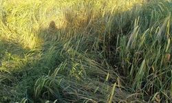Osmancık'ta aşırı yağışlar hububat tarlalarını etkiledi