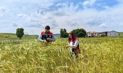 Çorum'da fenolojik gözlem çalışmaları sürüyor