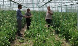 Seralarda teknik inceleme ve üreticilere bilgilendirme yapıldı