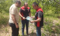 Çorum'da kahverengi kokarcaya karşı mücadele sürüyor