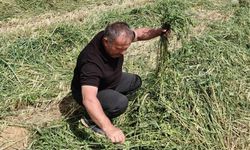 Mecitözü'nde yem bitkileri üretim alanları denetlendi