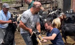 Laçin ve Dodurga’da küçükbaş hayvanlarda aşılama devam ediyor