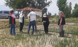 Beyaz çürüklük hastalığı arazide incelendi