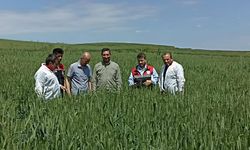 Süne ve kımıl sürvey çalışmaları devam ediyor