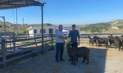 Üretici ve vatandaşlar her Salı Hayvan Pazarı'nda buluşuyor