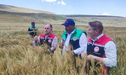 Sungurlu’da yılın ilk arpa hasadı yapıldı