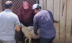 Bayat'ta Kimliklendirme ve Aşılama Uygulamaları sürüyor