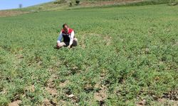 Leblebi yapımında da kullanılıyor: Verim ve kalitesi kontrol edildi