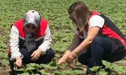 TAKE projesi ile üretiliyor: Yağlık ayçiçeği denetlendi