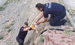 6 Metrelik Duvardan Çaya Düştü! Yavru Kedinin Kurtuluş Hikayesi