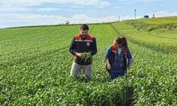 Çorum'da ilk kez yetiştirilen yerli ve milli buğday çeşidi üreticileri heyecanlandırdı