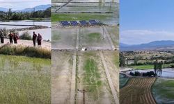 Osmancık’ta çeltik üretimi teknik ekiplerce takip ediliyor