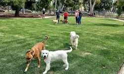 Havalar ısındı risk katlandı: Kedi ve köpeklerin üzerindeki kene tehdidi büyüyor
