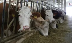 Küçük üreticiye gelir garantili besicilik desteği 108 bin baş hayvan dağıtılacak