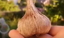 Çorum'da dünyanın en değerli baharatının hasadı başladı