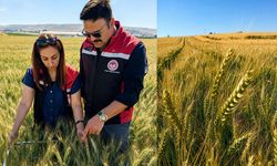 Yerli buğday çeşidi ilk kez ekildi: Çorum’da umut verici gelişme