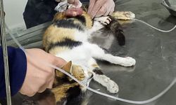 İnsanlık ölmedi dedirtti! Yaralı kediyi hayata bağladı