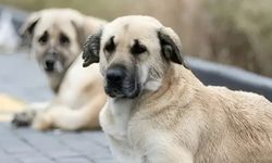 İçişleri Bakanlığı'ndan şok karar! 3 Belediye Başkanı Hakkında İşlem yapılacak!