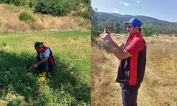 Kargı’da yem bitkileri ekiliş alanları kontrol edildi