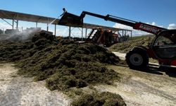 Çorum DSYB'de yonca silajı paketleme çalışmaları sürüyor