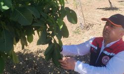 Seydim Köyü’ndeki ceviz bahçeleri incelendi