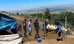 Mecitözü’nde aşılama ve küpeleme çalışmaları devam ediyor