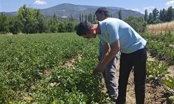 Hibrit domates tarlalarında teknik inceleme yapıldı